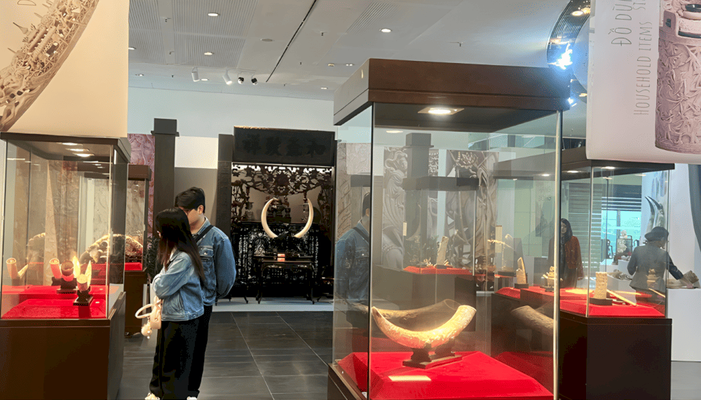 The museum attracts visitors in different ages who are passionate about Vietnamese history (Source: BẢO TÀNG HÀ NỘI)